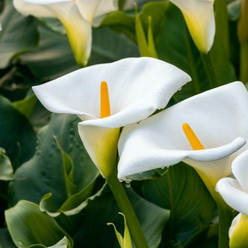 Arum blanc - Calla