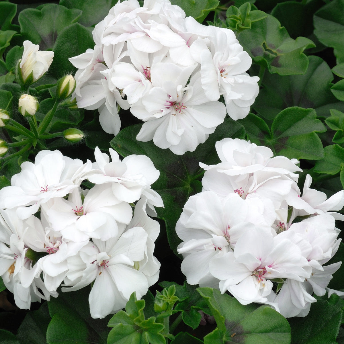 Géranium zonale blanc - Pelargonium zonale - Plantes