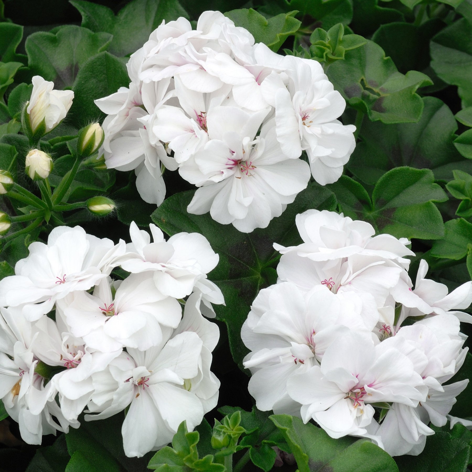 Pelargonium zonale - Collection de 6 Géraniums : rouges, blancs, Dark Lilac - Géranium de balcon