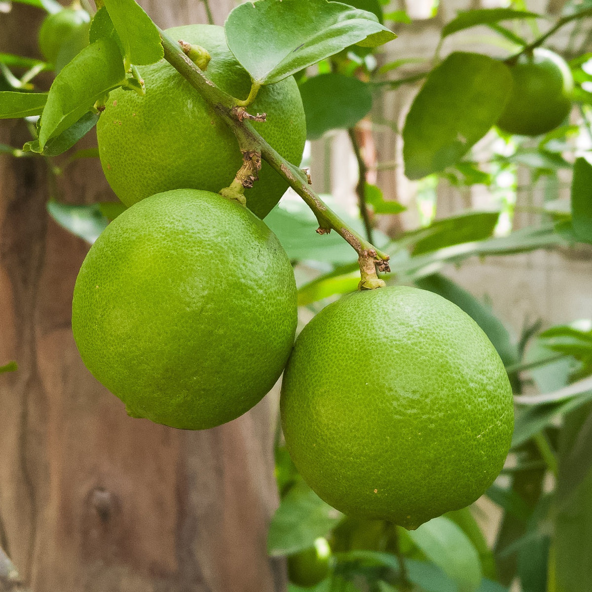 Limettier - Citrus aurantifolia - Plantes