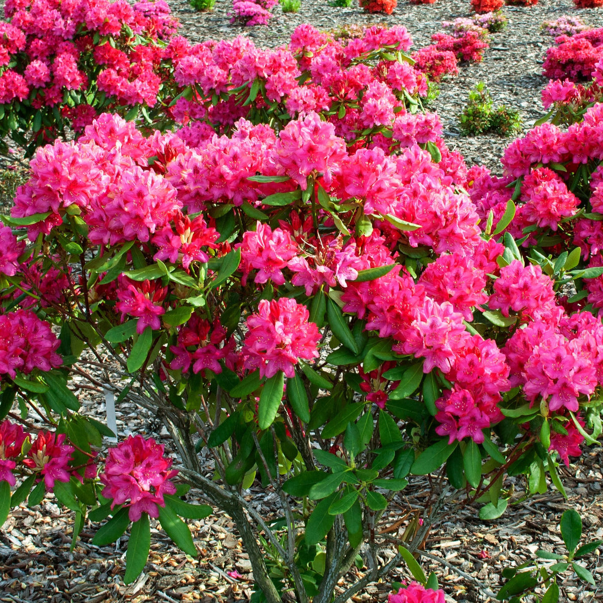 Rhododendron Nova Zembla - 2