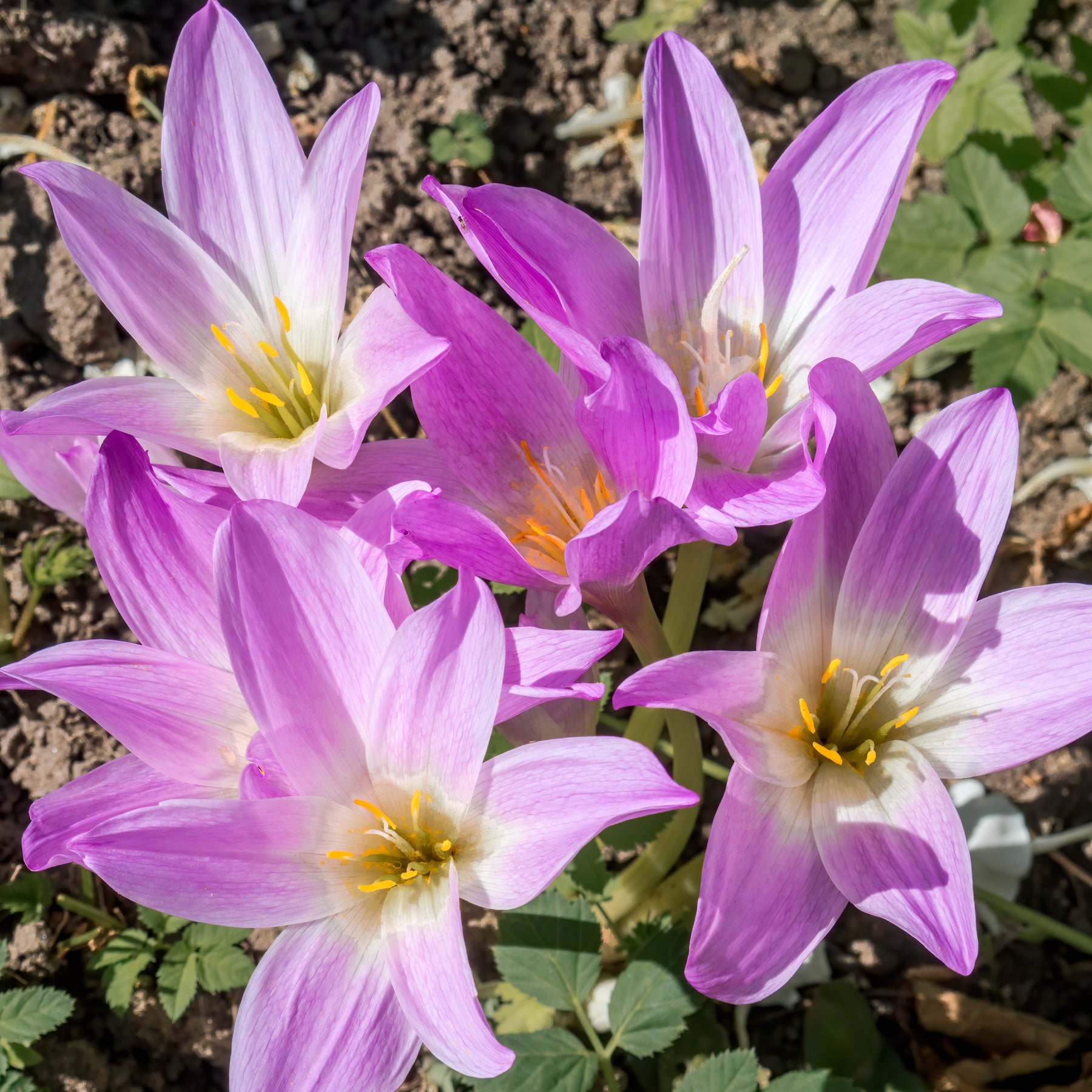 Colchique The Giant - Colchicum 'the giant'