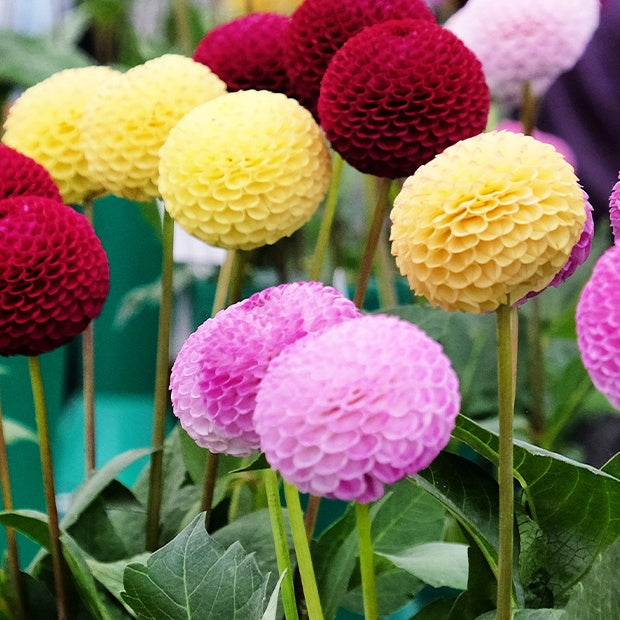 5 Dahlias pompons colorés en mélange - Dahlia - Bulbes à fleurs