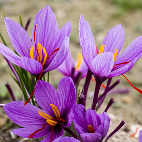 Crocus safran - Crocus sativus - Plantes
