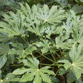 Fatsia du Japon - Fatsia japonica - Plantes