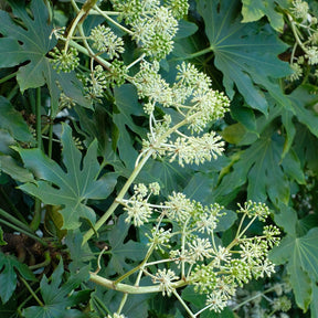 Fatsia japonica - Fatsia du Japon - Arbustes à feuillage persistant