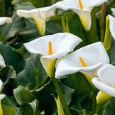 2 Arums blanc d'Ethiopie - Willemse