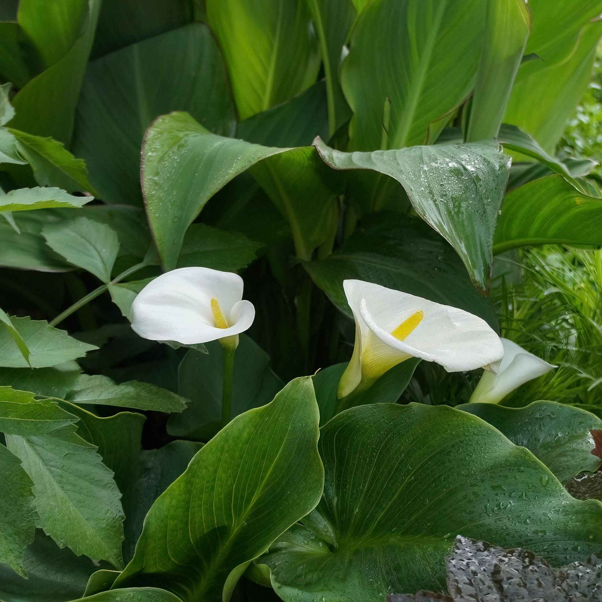 Arum Blanc D'Éthiopie (Zantedeschia) - Plante Vivace Pour Zones Humides - Pot 1.5L à 2.9L