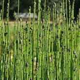 Prêle japonaise - Equisetum japonicum - Plantes