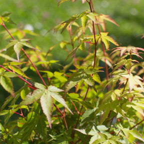 Erable du Japon Little Princess - Acer palmatum little princess - Arbustes