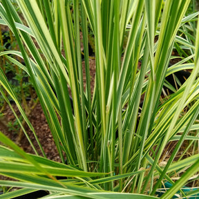 Calamagrostide panachée Overdam - Calamagrostis acutiflora overdam