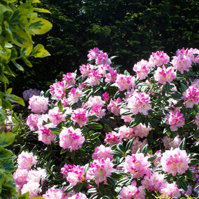 Rhododendron compact Doc - Rhododendron yakushimanum doc
