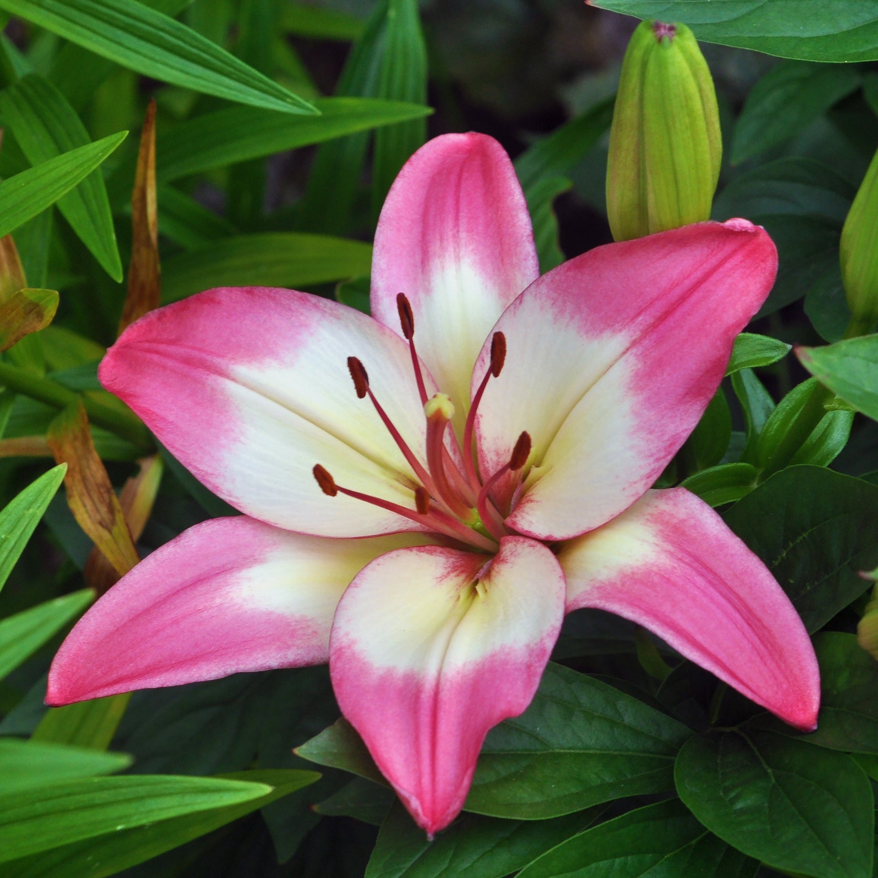 levi asiatic lily Lis asiatiques Levi, bulbes faciles pour bouquets