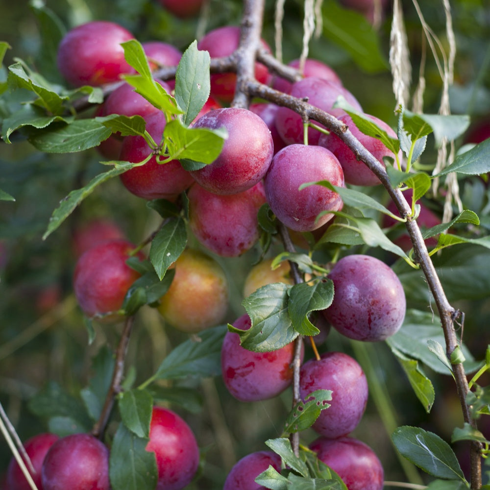Prunier Reine Victoria - Prunus domestica reine victoria - Fruitiers Arbres et arbustes