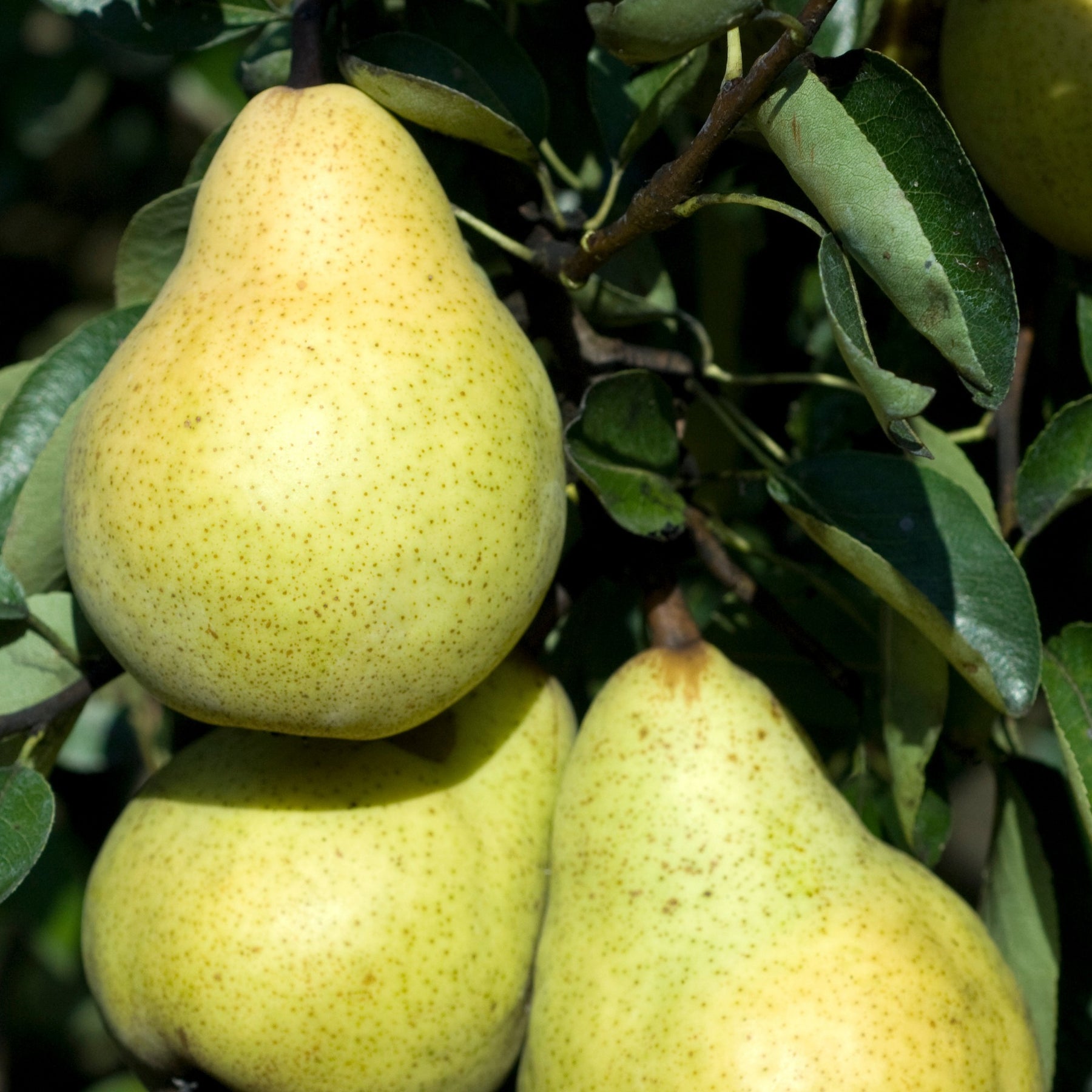 Poirier William's - Bon Chrétien - Willemse