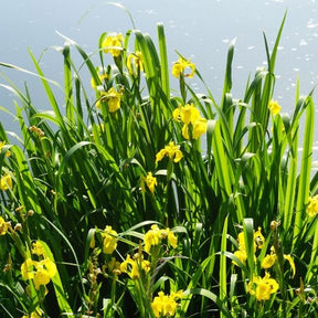 Iris des marais - Iris pseudacorus - Plantes de berges