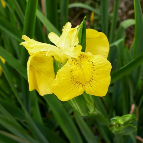 Iris des marais - Iris pseudacorus - Plantes aquatiques