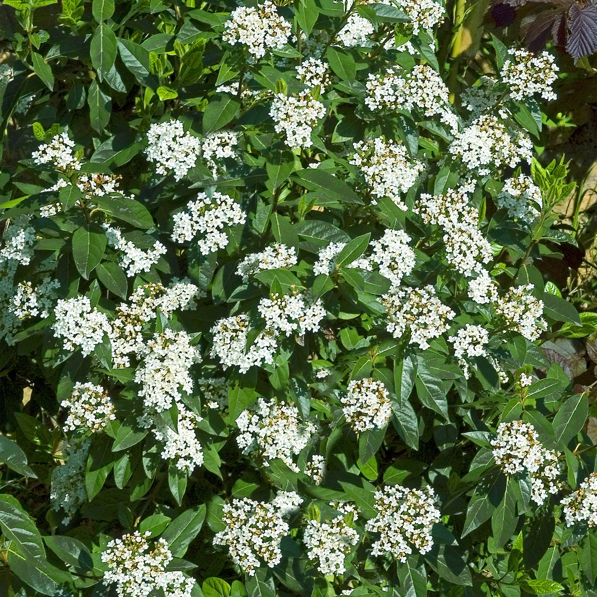 Viorne tin - Viburnum tinus - Plantes