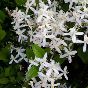 Clematis armandii - Clématite armandii - Clématites
