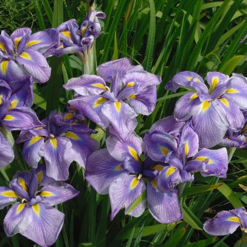 Iris du Japon - Iris kaempferi - Plantes