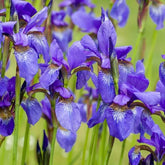Iris de Sibérie - Iris sibirica - Plantes