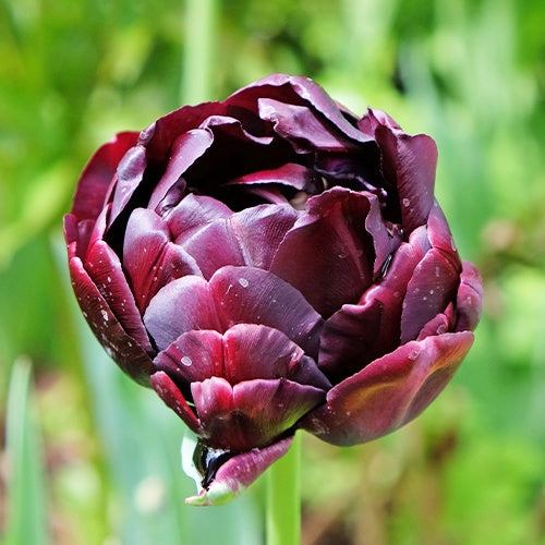 10 Tulipes à fleurs de pivoine Black Hero - Tulipa black hero - Tulipe