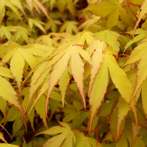 Acer palmatum katsura - Erable du Japon Katsura - Erable du Japon
