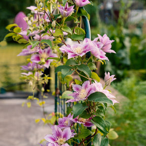 Clématite Hagley Hybrid - Clematis 'hagley hybrid' - Willemse
