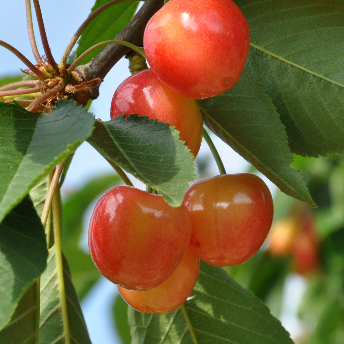 Cerisier Bigarreau Napoleon - Prunus avium bigarreau napoleon - Fruitiers Arbres et arbustes
