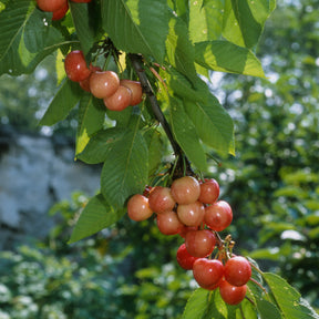 Cerisier Bigarreau Napoleon - Prunus avium bigarreau Napoléon