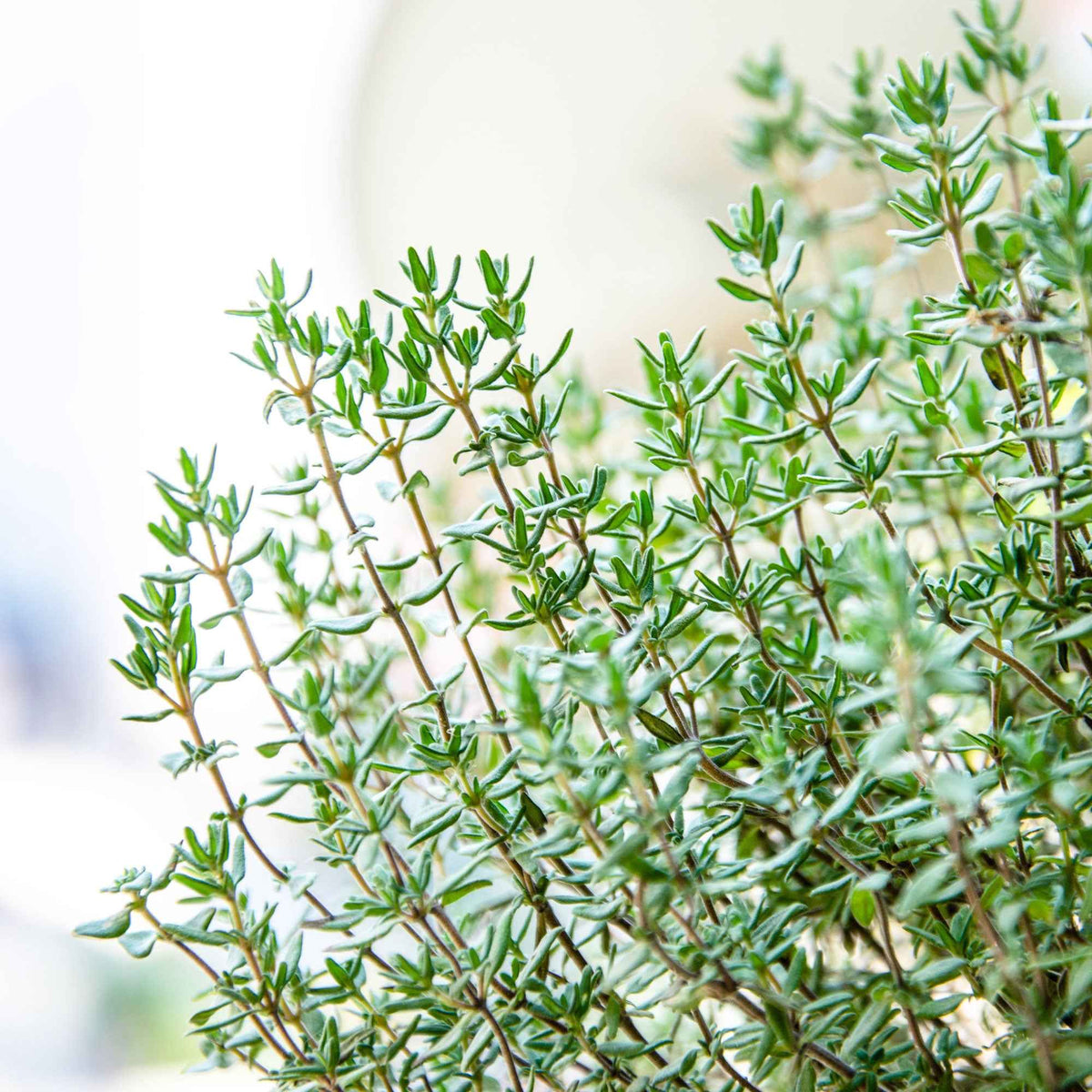 Thym d´été - Thymus vulgaris - Willemse