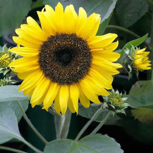 Tournesol à fleur simple naine Sunspot