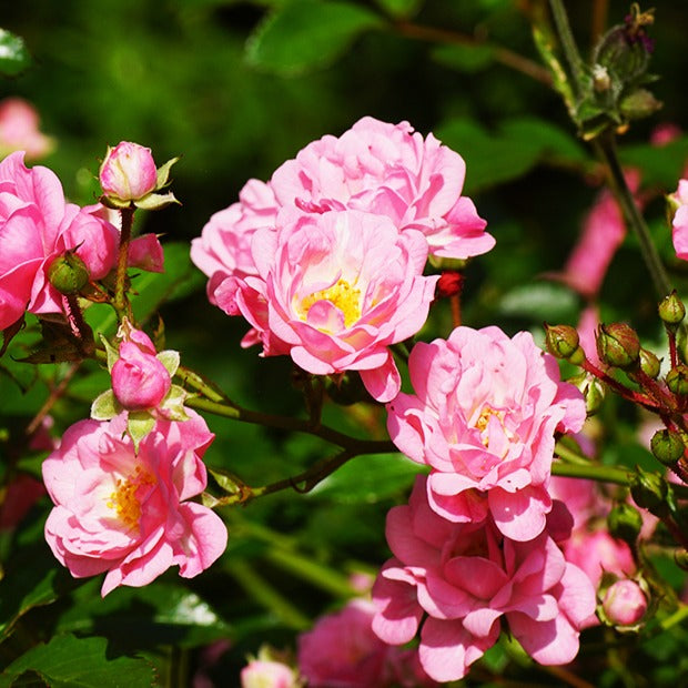 Rosier à massif The Fairy - Rosa polyantha 'the fairy' - Plantes