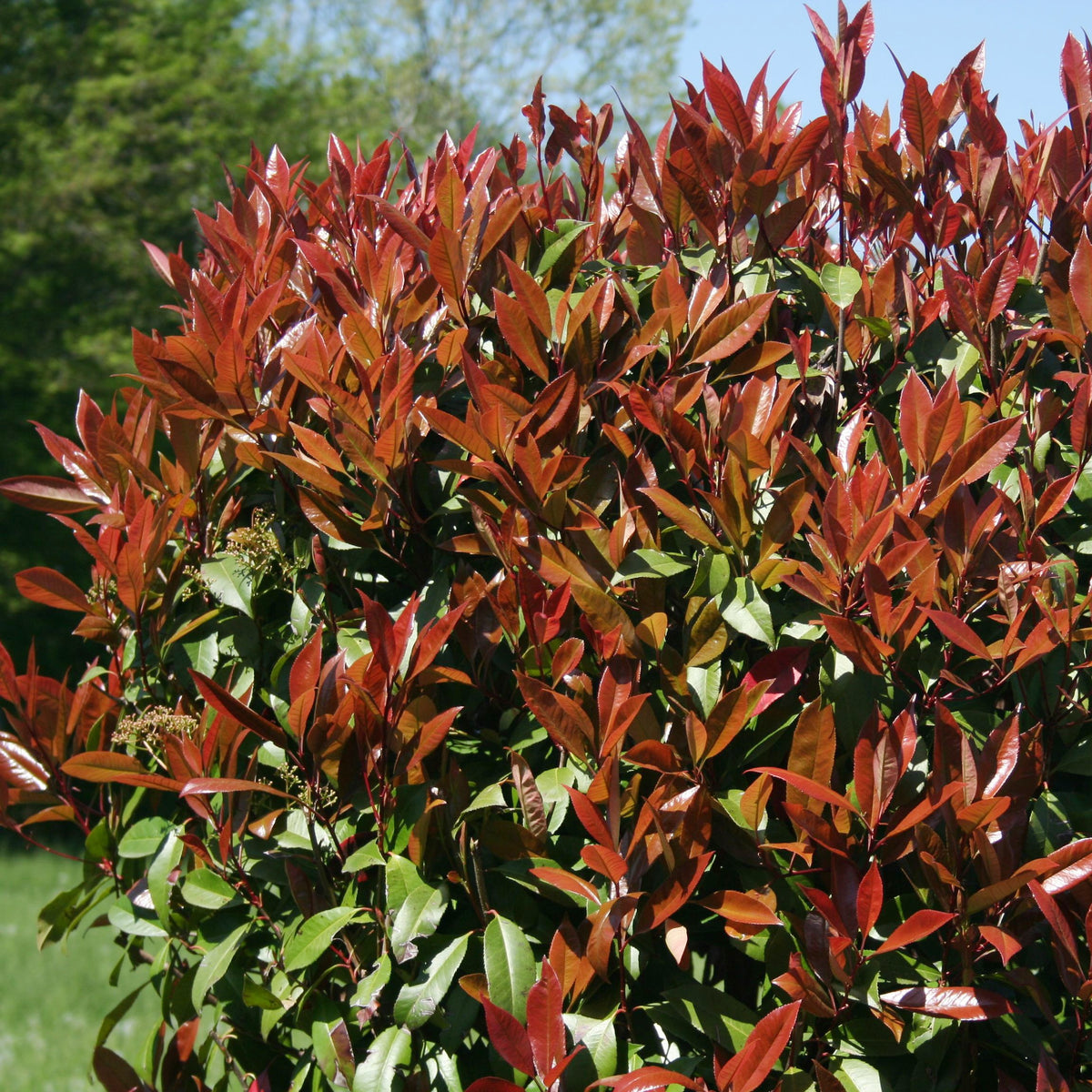 Photinia 'Red Robin' - Arbustes - Photinia fraseri 'Red Robin'
