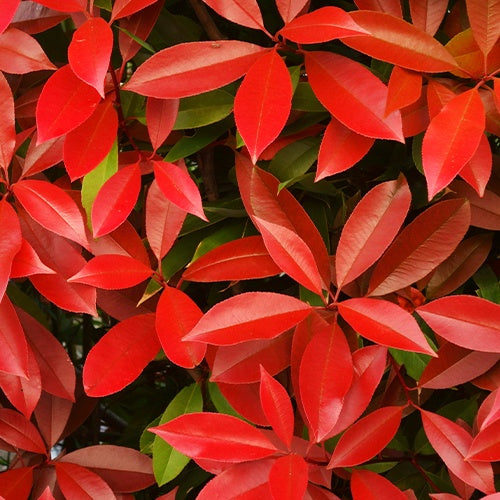 Photinia Red Robin - Photinia fraseri red robin - Plantes