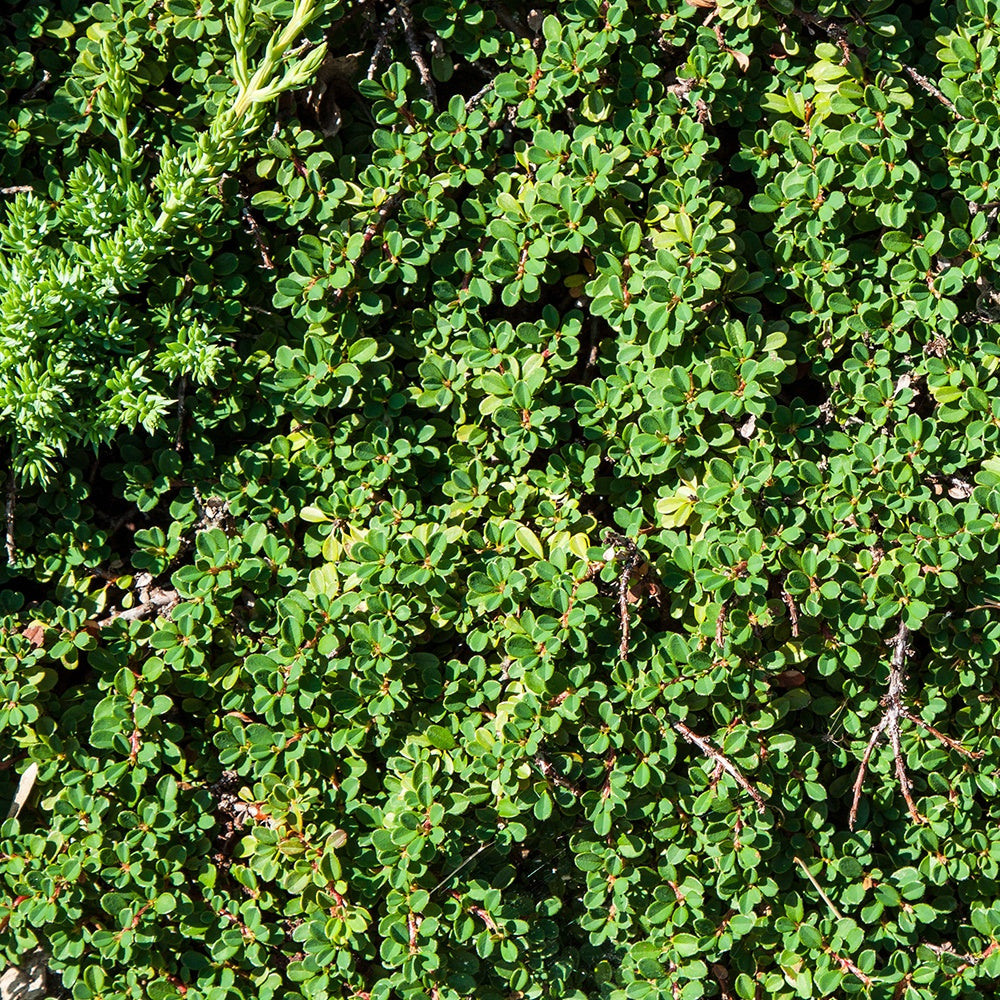 Cotoneaster de Dammer - Cotoneaster dammeri - Plantes