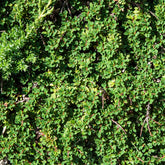 Cotoneaster de Dammer - Cotoneaster dammeri