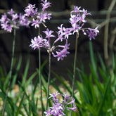 3 Tulbaghia violacea - Willemse