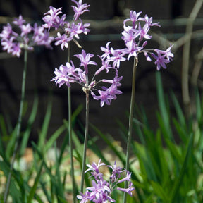 3 Tulbaghia violacea - Willemse