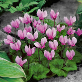 3 Cyclamens de Naples rose - Willemse