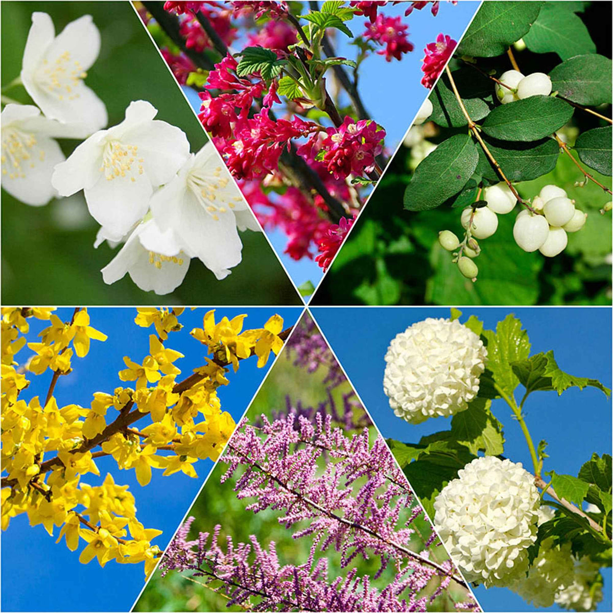 Collection Haie des quatre saisons #2 - Tamarix, forsythia, philadelphus, ribes, symphonicarpus, viburnum - Plantes