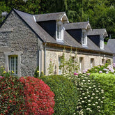 Collection Haie persistante - 5 arbustes - Willemse