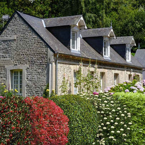 Collection Haie persistante - 5 arbustes - Willemse