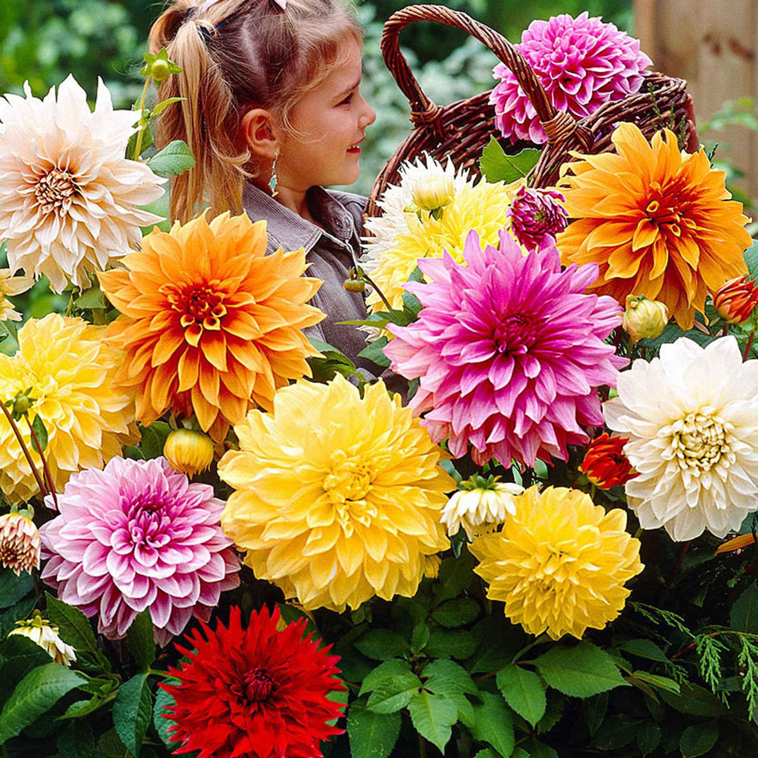Tubercules Fleurs Géantes Bulbes Dahlias Géants - Collection 10 Tubercules Pays-Bas Pour Jardin Collection Dahlias 10 Bulbes
