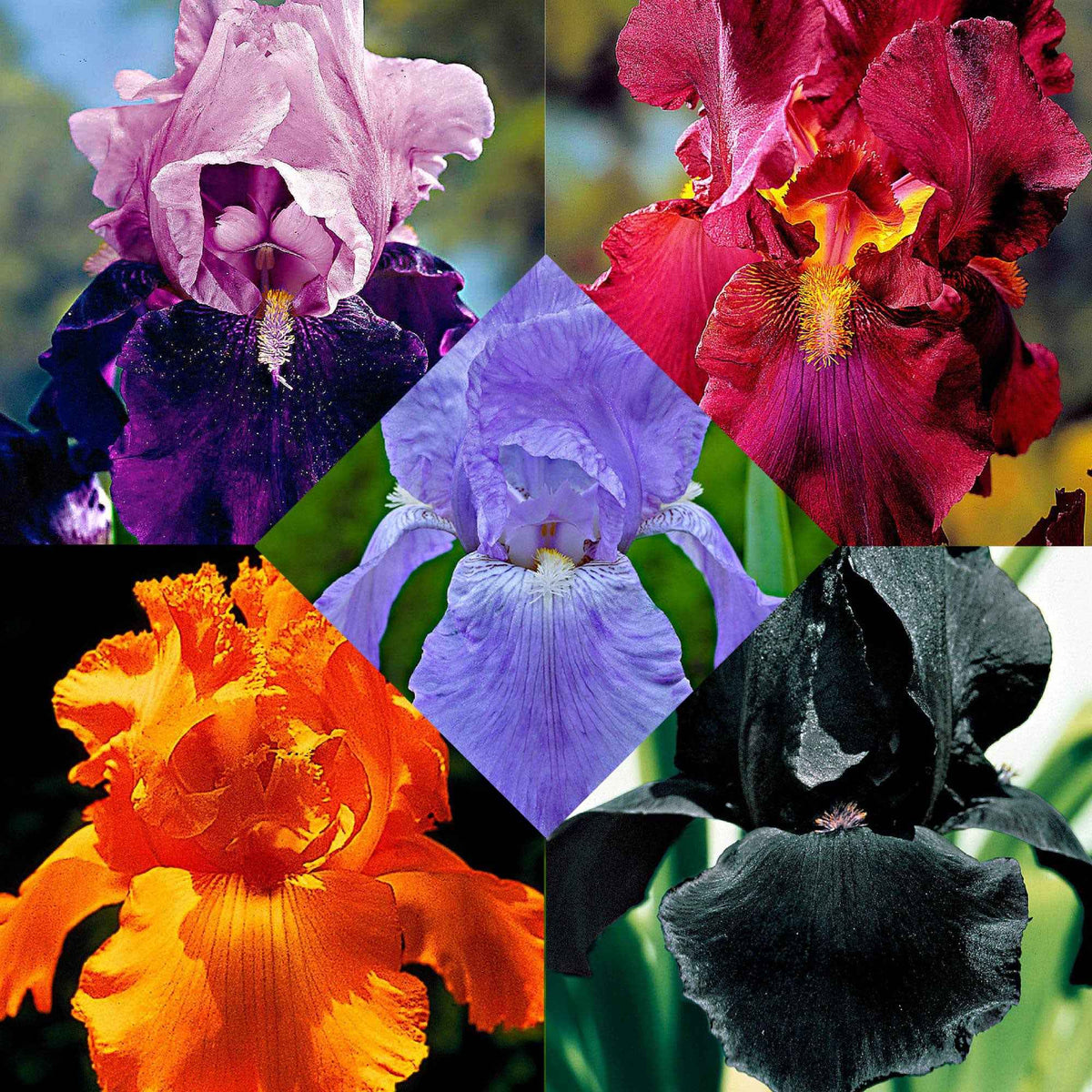 5 Iris des jardins Magic Melange en mélange - Iris germanica - Plantes