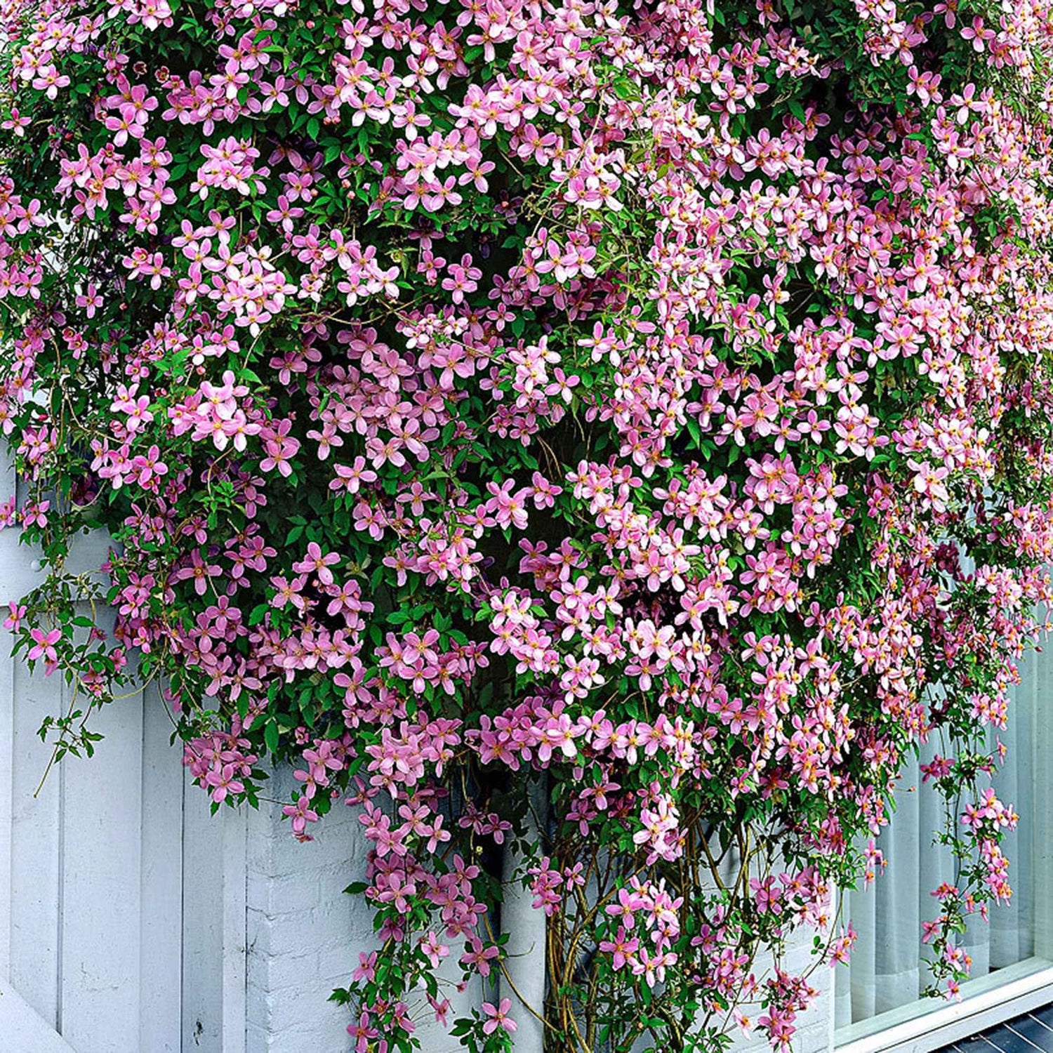 Clematis Montana 'Rubens' – Duftende, Mehrjährige Kletterpflanze, Reichblühend, Für Rankgitter, Pergolen & Zäune – Robuste Waldrebe Für Den Garten