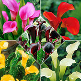 5 Arums en mélange - Zantedeschia 'magical colors' - Plantes