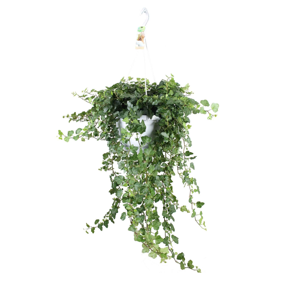 Lierre commun Wonder - Hedera helix wonder - Willemse