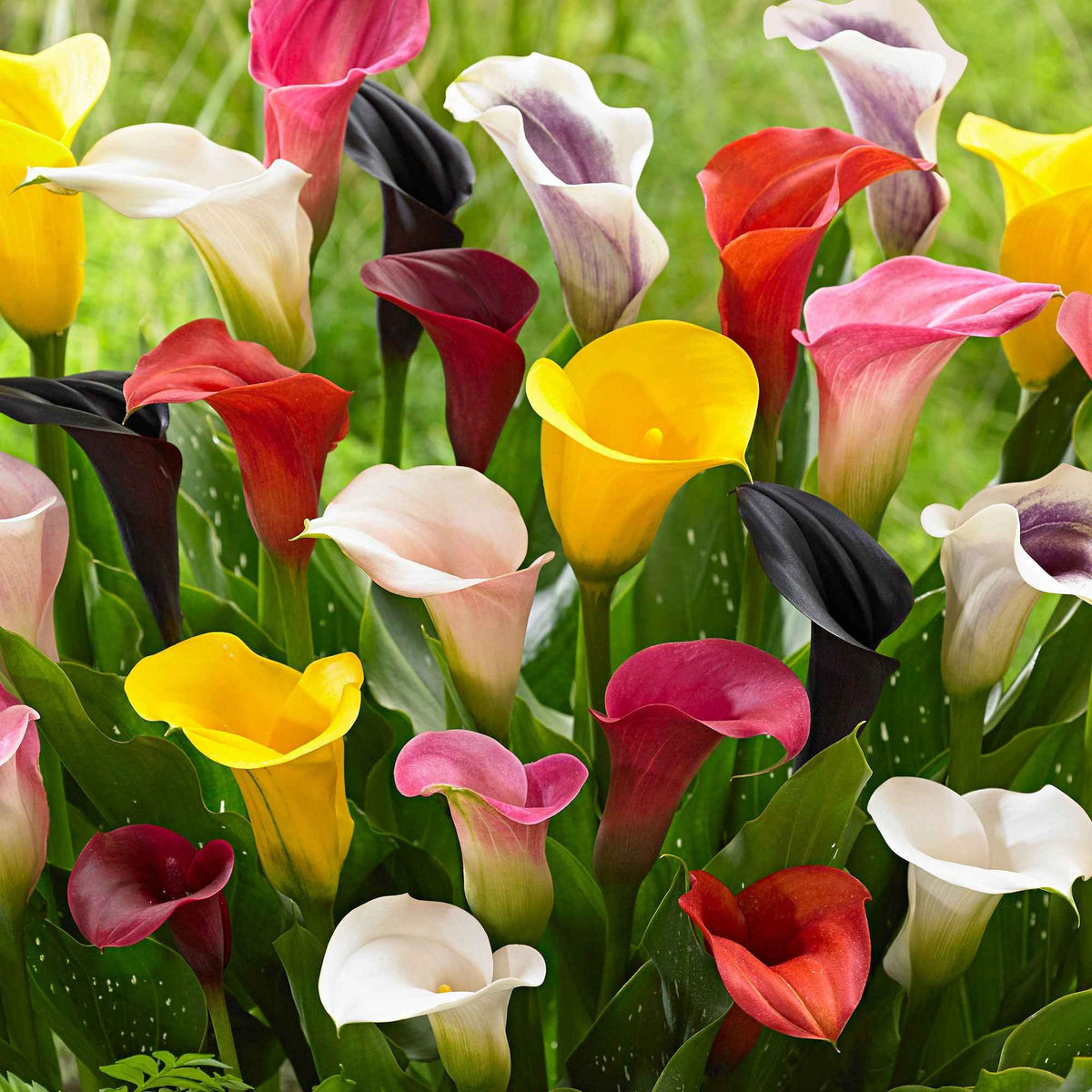 3 Arums en mélange : jaune, rouge, rose en pot