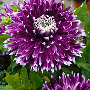 Vente 3 Dahlias à grandes fleurs Vancouver - Dahlia 'vancouver'